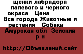 щенки лабрадора палевого и черного окраса › Цена ­ 30 000 - Все города Животные и растения » Собаки   . Амурская обл.,Зейский р-н